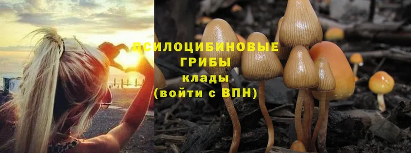 Псилоцибиновые грибы Psilocybe Зерноград